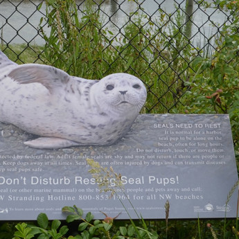 Marine Mammal Stranding Network