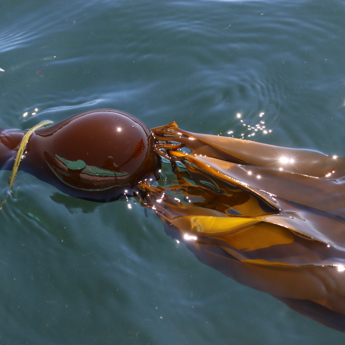 Marine Vegetation Monitoring