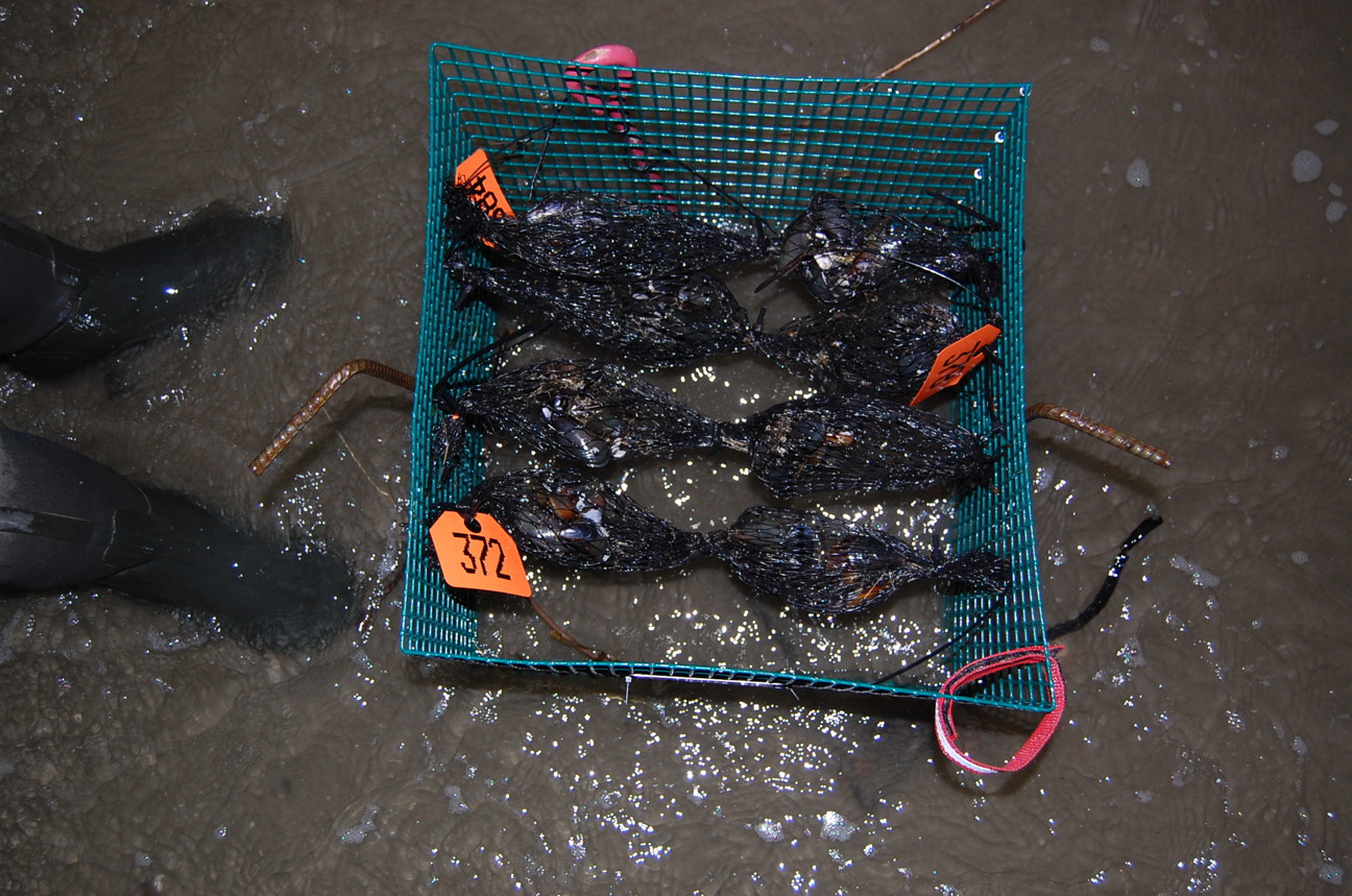 Mussels in a cage ready for deployment.