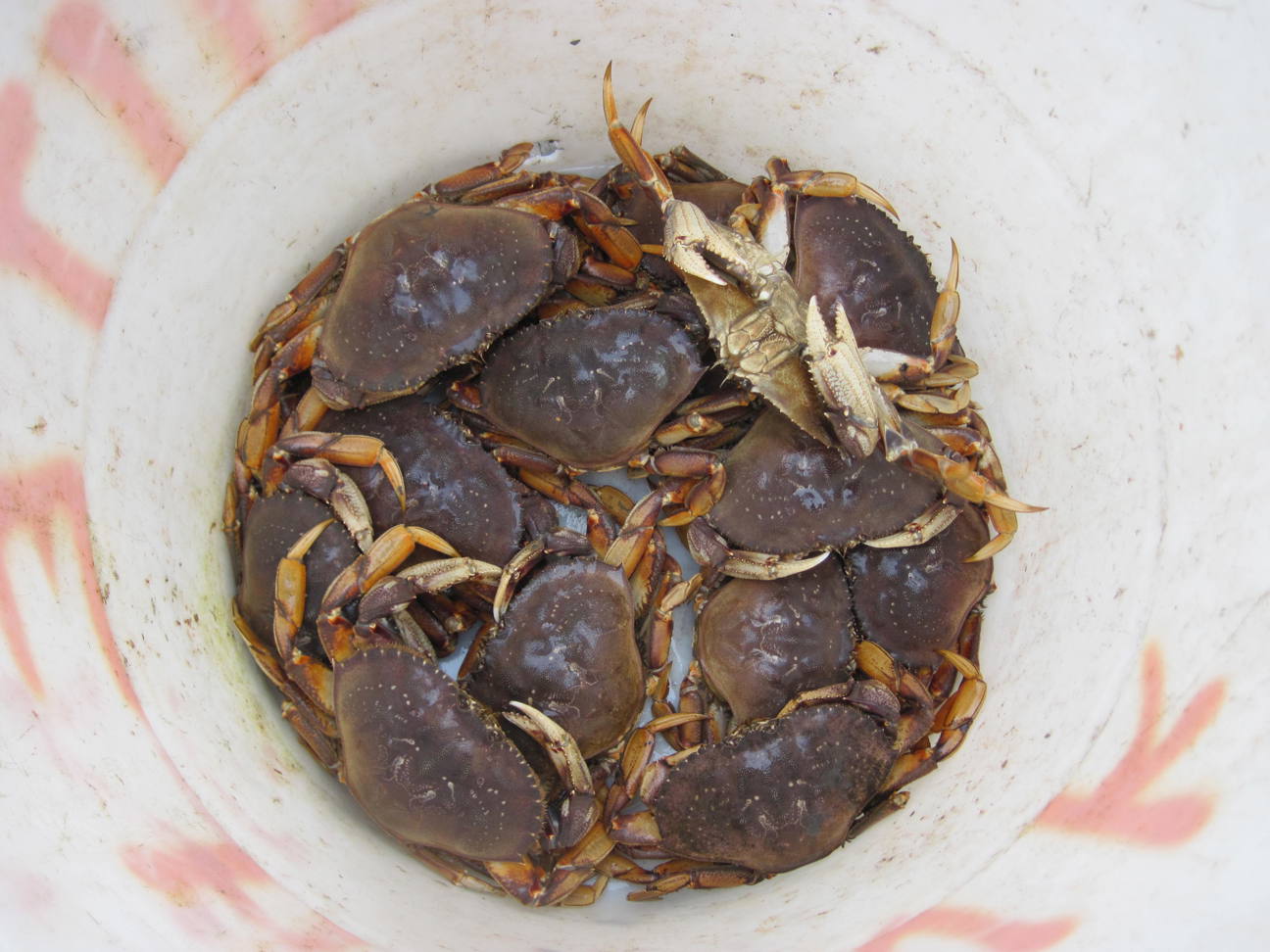 Dungeness crabs in a bucket.