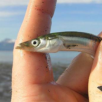 Forage Fish Spawning Surveys